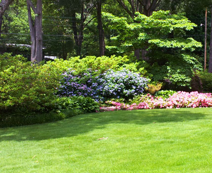 Healthy turf grass in the summer.